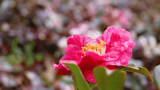 美丽的花朵GIF图片