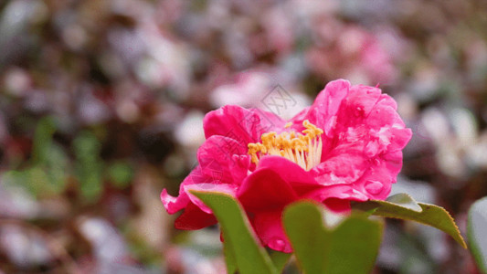 山茶花美丽的花朵GIF高清图片