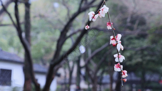 一枝紫荆花墙外一枝梅花GIF高清图片