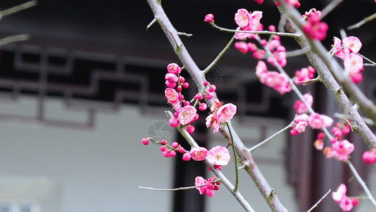 一棵梅花树红梅花GIF高清图片