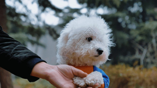 宠物狗小狗的视频素材GIF高清图片