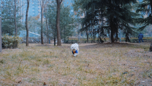 奔跑小狗GIF图片