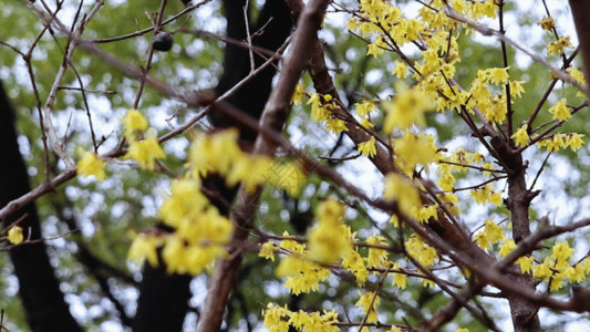 啄木鸟饲养百花绽放迎春花GIF高清图片