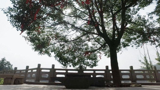 仰拍中国元素树木仰拍修建的房子GIF高清图片