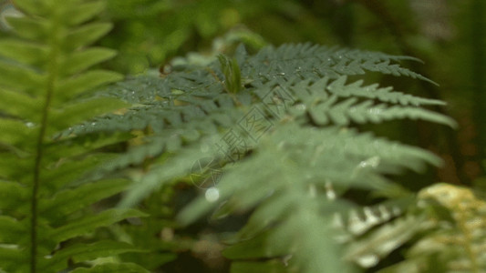 夏天风光绿色野草GIF高清图片