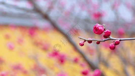 红色梅花树枝一只红梅GIF高清图片