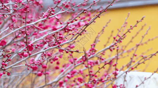 红芽香姜梅花GIF高清图片