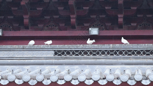 寺院和平鸽GIF图片