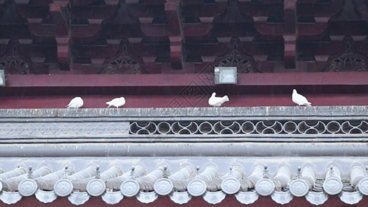 坐在屋顶上寺院和平鸽GIF高清图片