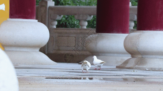 寻食和平鸽 GIF图片
