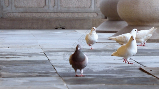 山西寺院白鸽GIF高清图片