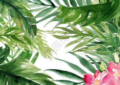 牡丹水彩绿植花卉背景设计图片
