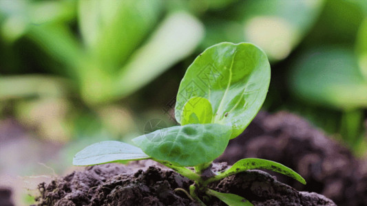 土壤墒情植物嫩芽GIF高清图片