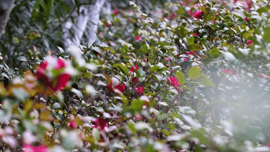 花茶背景满山的红花GIF高清图片