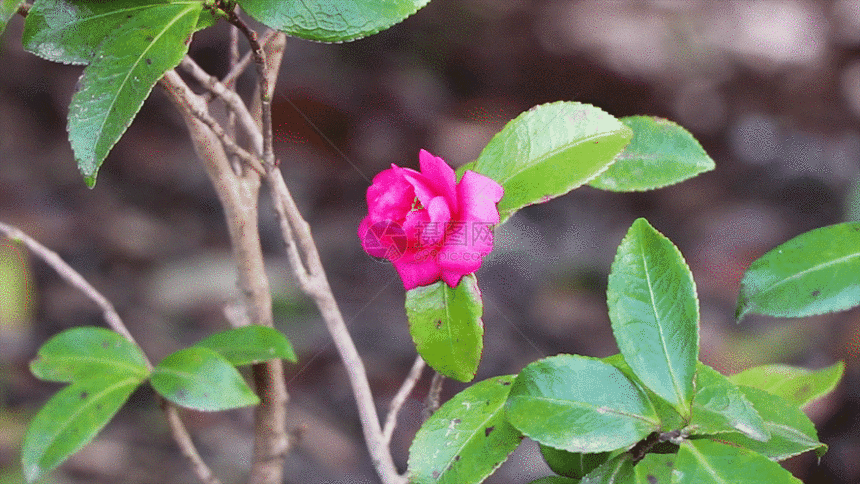 花卉GIF图片