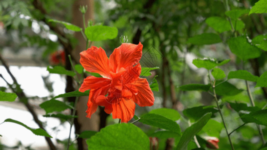清晨森林红花卉GIF高清图片