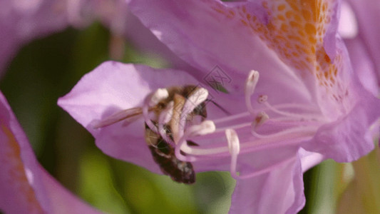 特写镜头寒冷的蜜蜂采蜜授粉特写镜头GIF高清图片