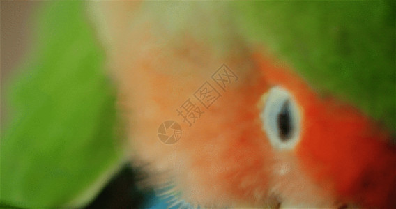 宠物笼子实景拍摄宠物鹦鹉鸟特写镜头GIF高清图片