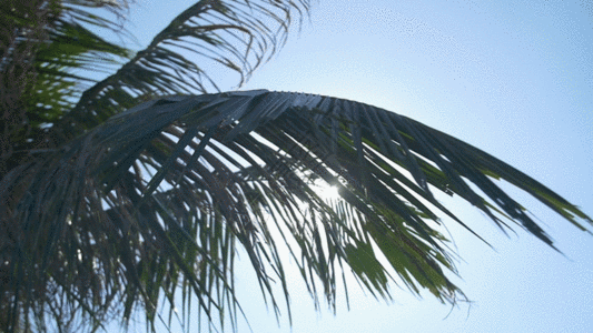 穿过椰子树叶的镜头的光斑GIF图片