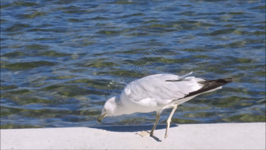 海燕海鸟在觅食GIF高清图片