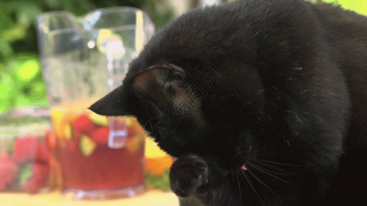 桌子上的猫咪黑猫舔脚慢动作GIF高清图片