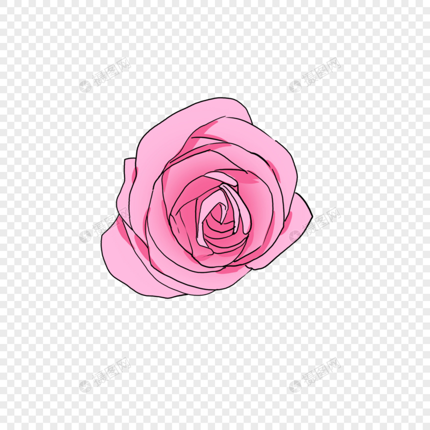 鲜艳的淡粉色的玫瑰图片