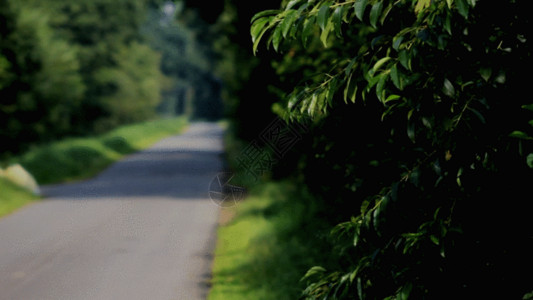 一条道路道路旁的草丛灌木GIF高清图片