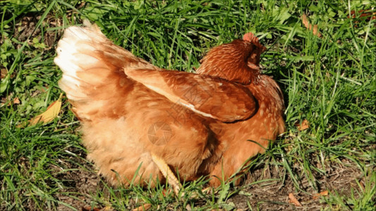 躲在草丛中草地里在生蛋的老母鸡GIF高清图片