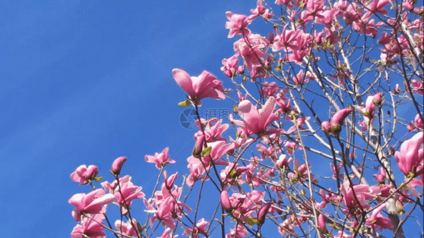 粉红色的玉兰花花朵GIF图片