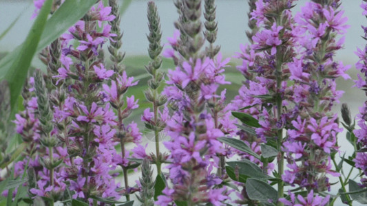 自然荒野区紫色的野花GIF高清图片