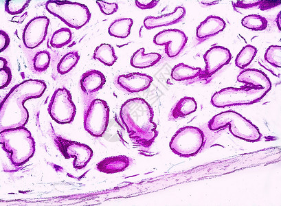 显微镜细胞图片