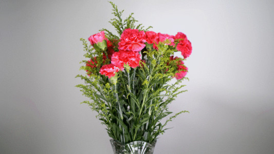 五颜六色的春天花束实拍康乃馨动态GIF高清图片