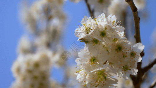 蓝底白花素材桃花盛开GIF高清图片