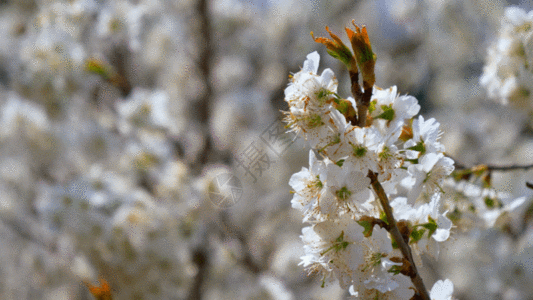 樱花GIF图片