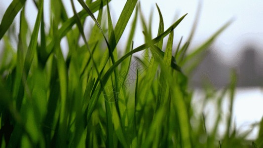 绿草和水草地GIF高清图片