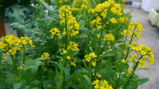 书卷气息金黄色春天的油菜花GIF高清图片