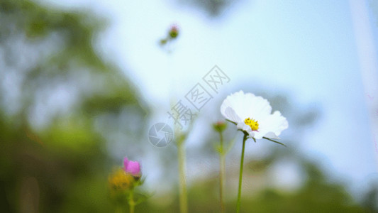 蓝色茎叶花白色太阳花GIF高清图片