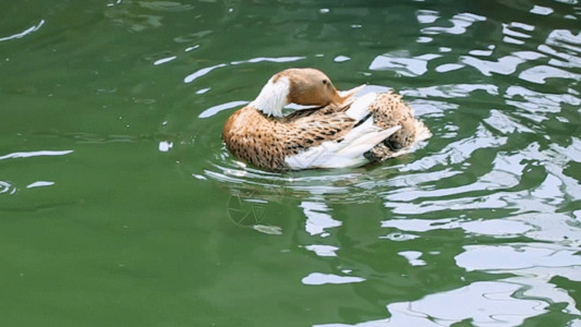 鳟鱼养殖春江水暖鸭先知GIF高清图片