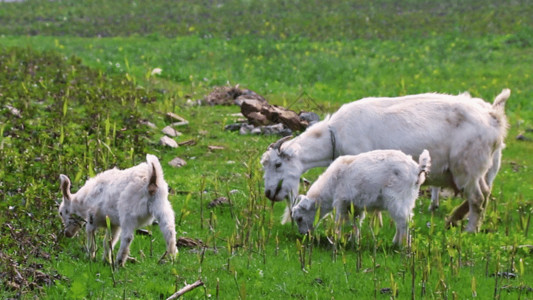白色草羊儿在山坡吃草GIF高清图片
