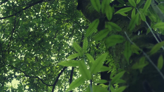 茂密树叶绿意阳光透过大树照耀过来GIF高清图片