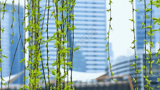 柳树嫩芽城市金融中心一抹春色GIF高清图片