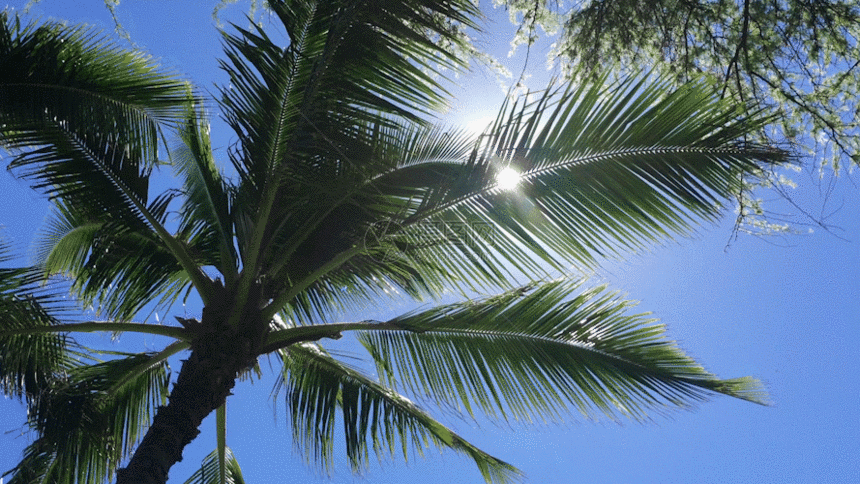 蓝色的天空椰子树穿透阳光GIF图片