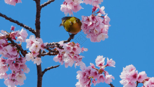 花朵树枝边框春暖花开树枝上的黄鹂鸟GIF高清图片