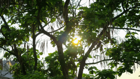 黄昏树木落日穿过树梢4K视频GIF高清图片