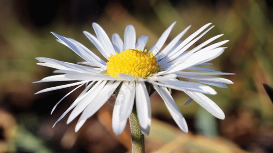 阳光下的菊花微距镜头下蜜蜂采花GIF高清图片