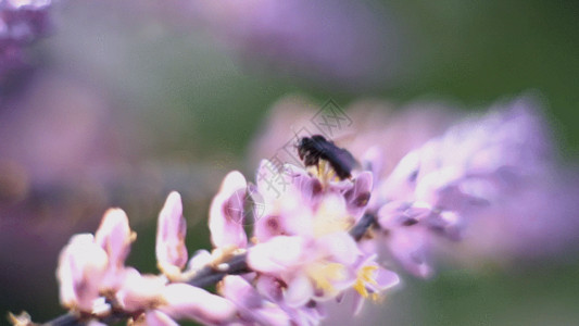 鲜花上蜜蜂蜜蜂采花GIF高清图片