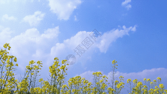 天空背景油菜花之蜜蜂飞舞 GIF图片