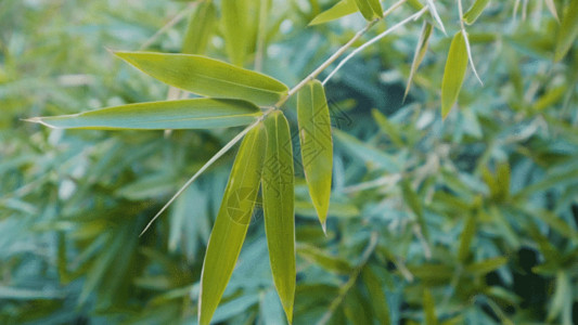 竹子叶子素材竹叶GIF高清图片