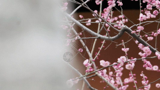 春天盛开桃花花朵盛开实拍GIF高清图片