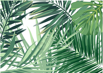 热带植物叶子热带植物背景设计图片